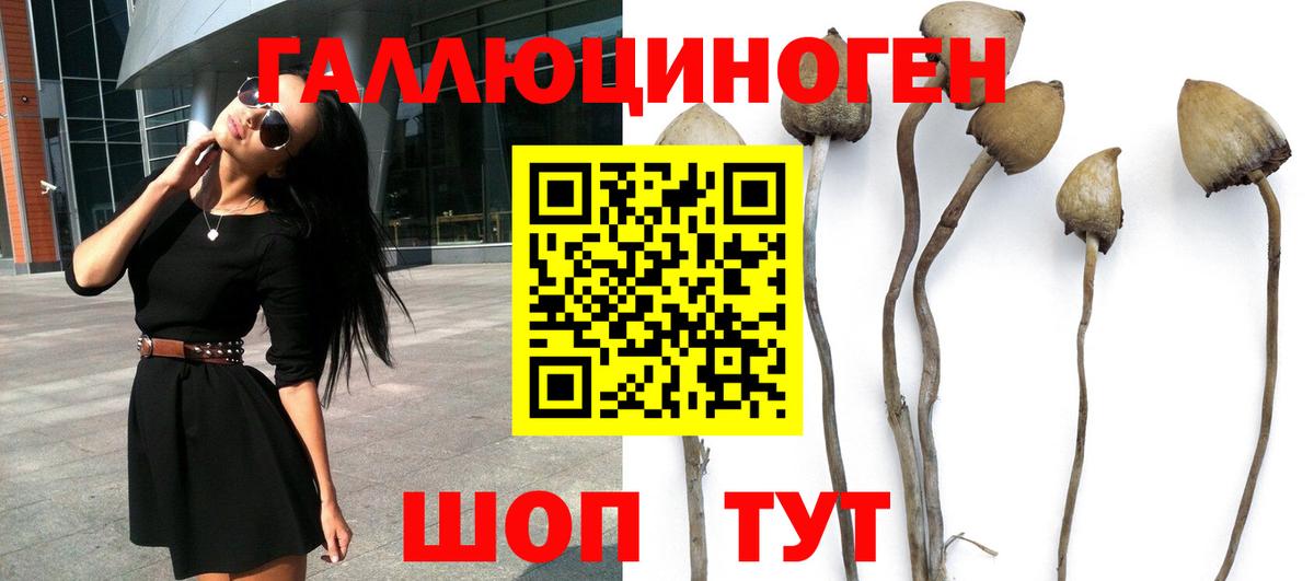 Псилоцибиновые грибы GOLDEN TEACHER Чистополь